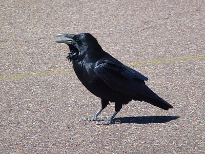 Raven, sa mạc, Arizona, con chim, Thiên nhiên, động vật hoang dã, màu đen