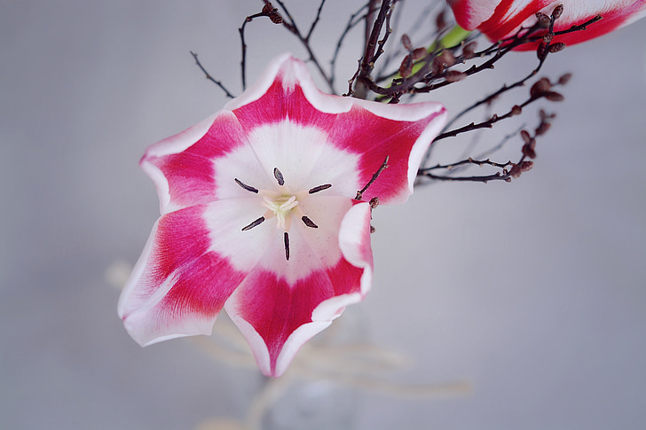 tulip, pink white, flower, blossom, bloom, open flower, plant