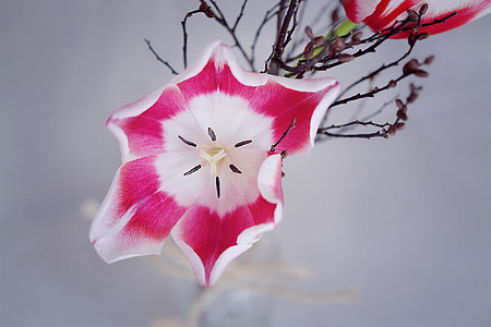 Tulip, rosa blanco, flor, flor, floración, abrir la flor, planta