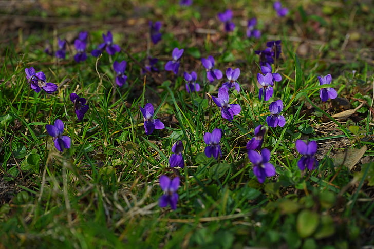 Wald violett, Violet, blomma, Blossom, Bloom, våren, budbärare för vår