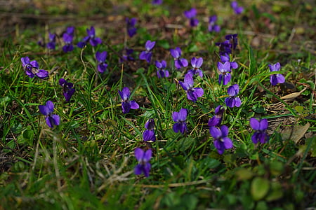Wald violet, Violet, blomst, Blossom, Bloom, forår, forvarsel om foråret
