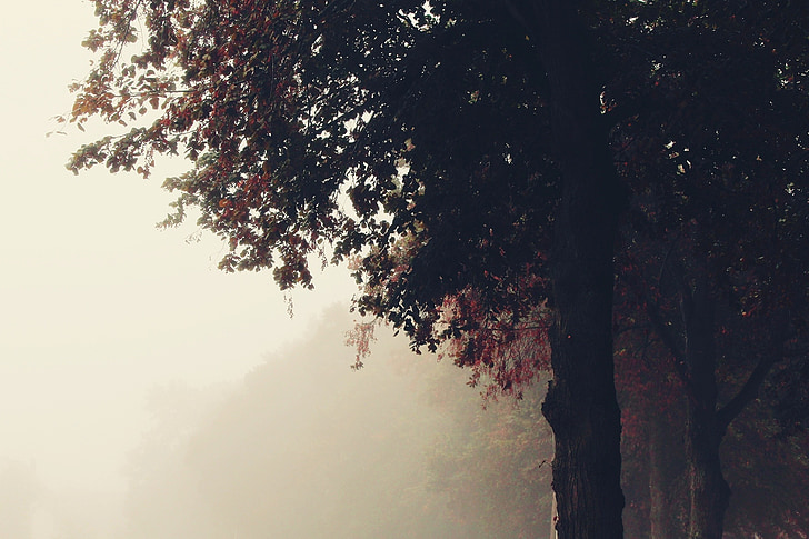 tåge, træer, natur, væk, landskab, efterår, morgen