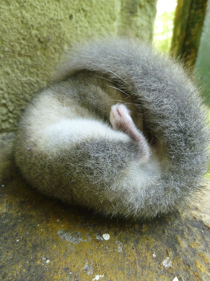 Ποντικοσκίουρος, ύπνος, Τριχωτή, Γλυκό, μαζεμένος