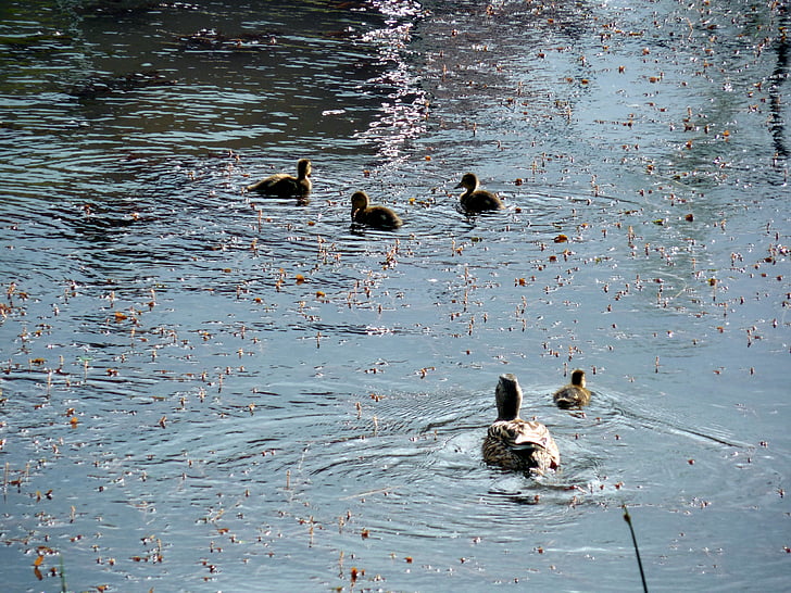 duck, chicks, ducks, small, fluff, duck family, duck mother
