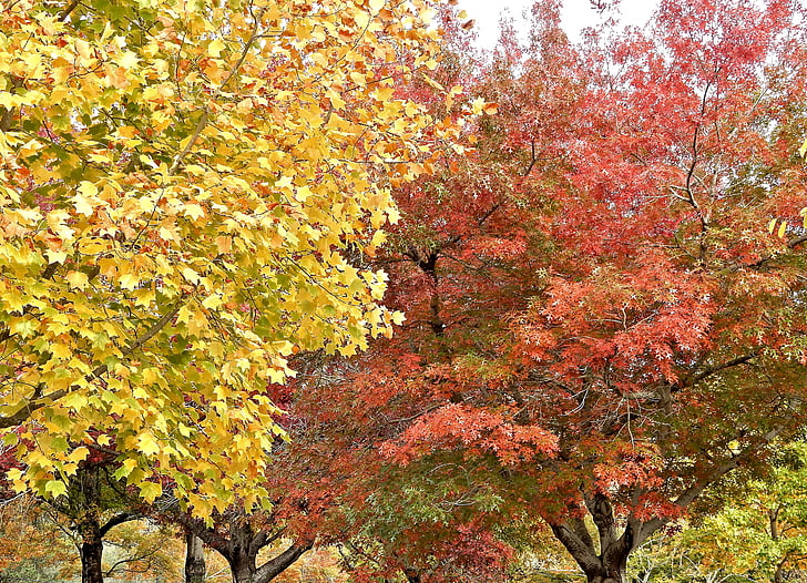 efterår, falder, blade, natur, blad, sæson, gul