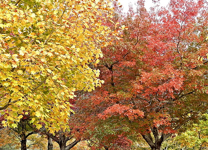 jeseni, padec, listi, narave, listov, sezona, rumena