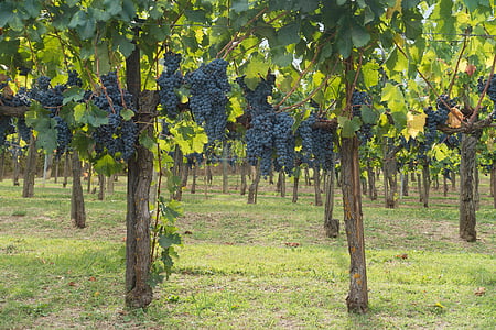 uprawa winorośli, winogron, Winnica, winorośli, Natura, jesień, Rolnictwo