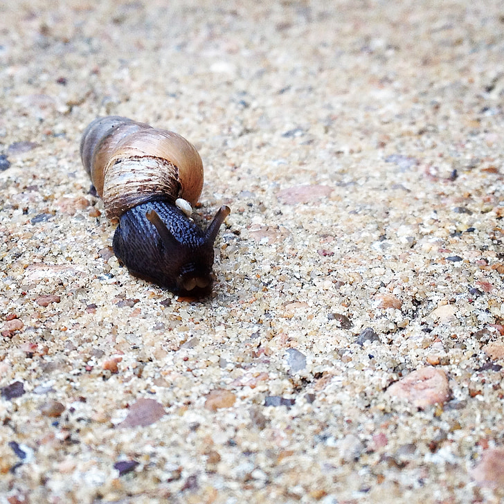 snail, nature, shell