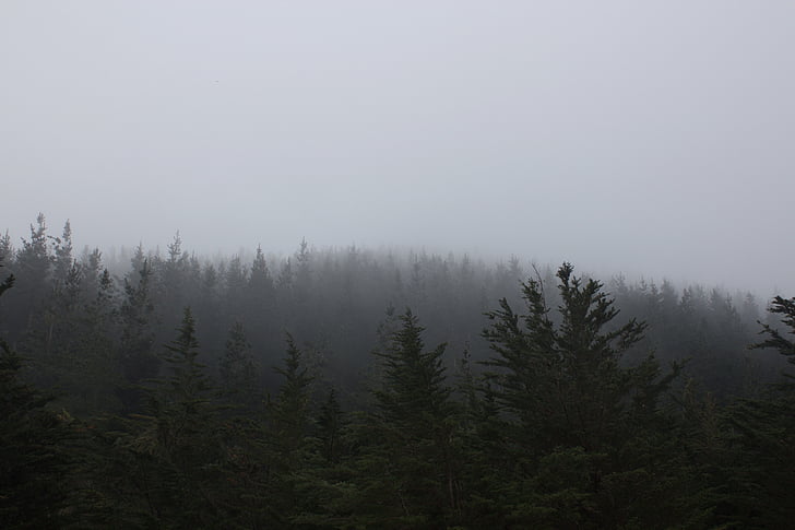 foto, berkabut, hutan, alam, pohon, kabut, ketenangan