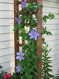 clematis, vine, twiner, creeping plant, creeper, clamberer, climbing plant