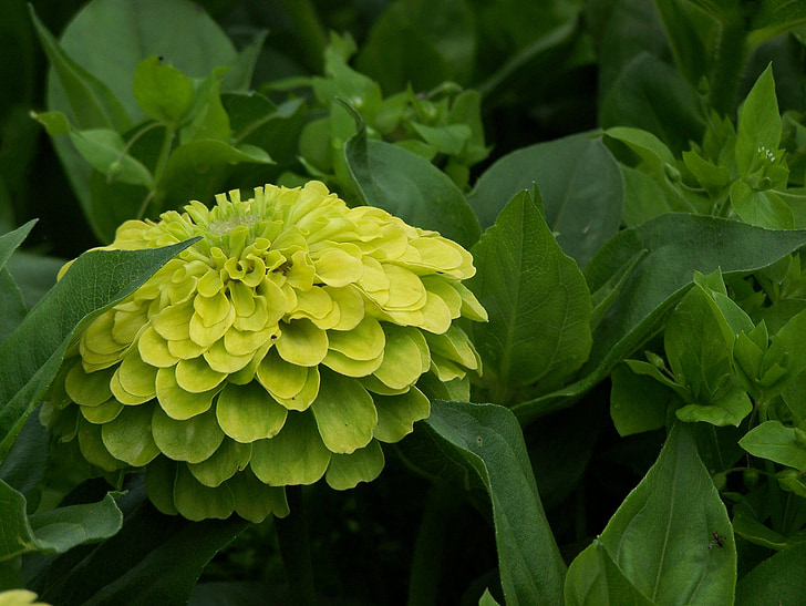 flowers, plant, garden, garden flower, nature, blossom, bloom