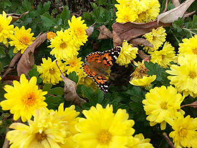Kwiat Chryzantemy, wiosenne kwiaty, Motyl