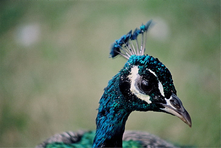 Peacock, pää, peafowl, sulka, väri, värikäs, nokka