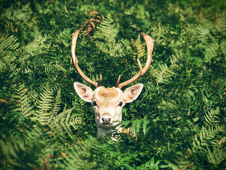 animal, antlers, cute, deer, leaves, outdoors, plants