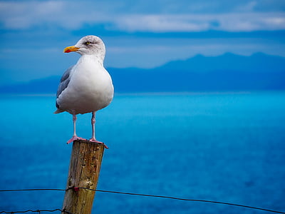 Seagull, Gaviota, pájaro, flora y fauna, Bahía, Puerto, mar