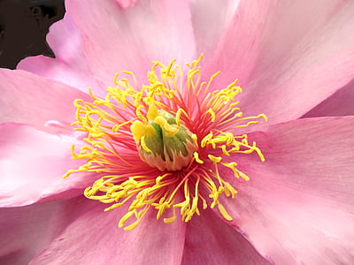 makro japonskej ružová pivonka, kvet, Príroda, Park, záhrady, Petal, rastlín