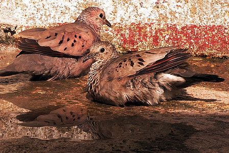 oiseau, vie sauvage, aves, Amazon, Brésil