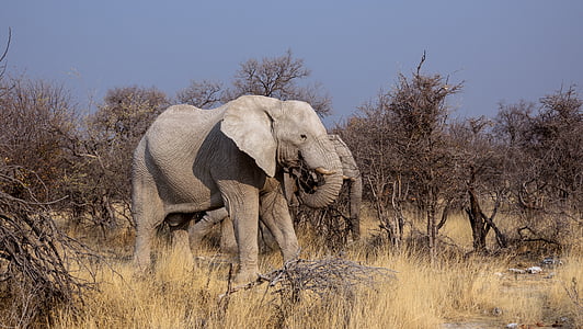 大象, 博茨瓦纳, 野生动物园, 干旱, 动物, 非洲, 一种动物