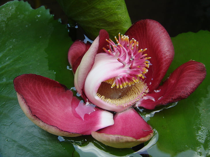 Lotus, puķe, ziedu, Āzija, augu, Southeast asia, zaļa