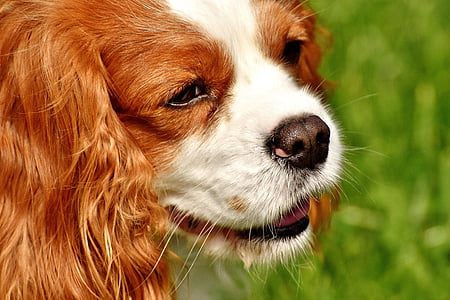 собака, Кавалер Кинг Чарльз спаниель, смешно, домашнее животное, животное, Мех, коричневый