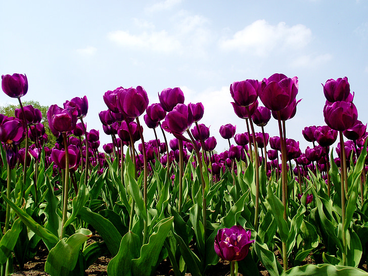tulipes, camp de tulipa, natura, flor, primavera, violeta, jardí