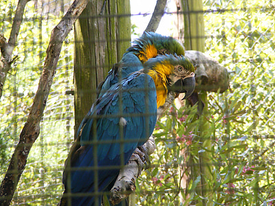 папагали, encaged, Зоологическа градина, птици, тропически, екзотични