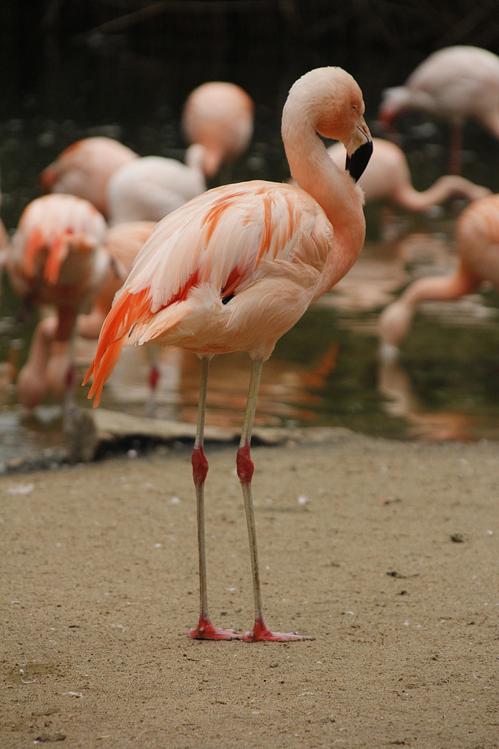 flamingas, mažiau, rožinė, balta, paukštis, garnių, pelkės