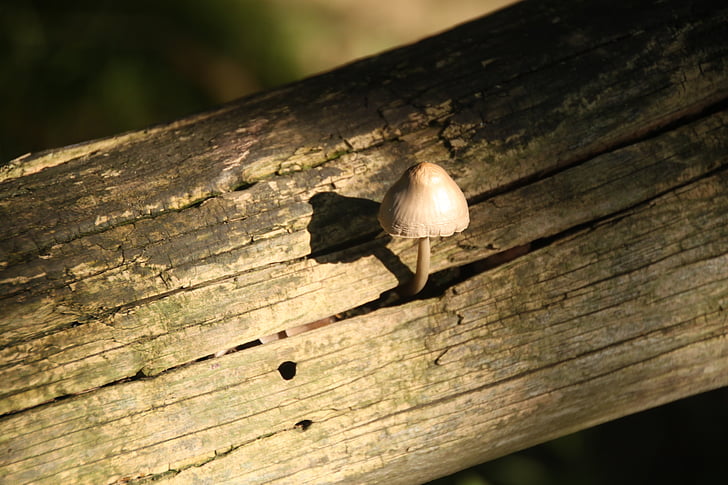 autumn, mushroom, wood stump, forest, nature