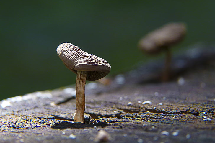 mushroom, tree, stump, nature, fungus, macro, forest