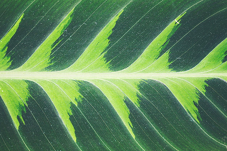 green, leaf, plant, nature, backgrounds, pattern, green Color