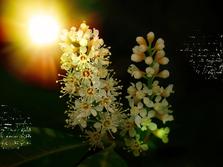 flor de llorer, flors, planta, Murtra, arbust, il·luminació