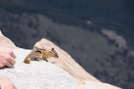 mókus, Denver, állat, hegyi, sziklás, Colorado, vadon élő