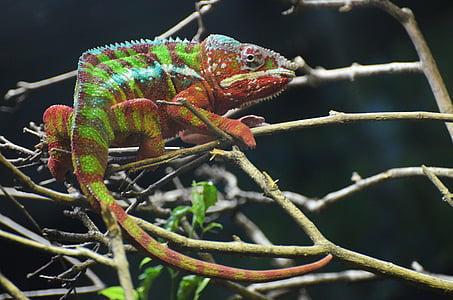 chameleon, vivarium, colors, blue, water, animal, exotic
