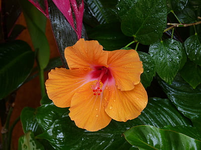 flor, Hibiscus, naranja, flores, tropical, exóticos, floración