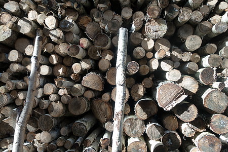 kayu, Birch, kayu bakar, holzstapel, tumbuh saham, kayu, ditumpuk