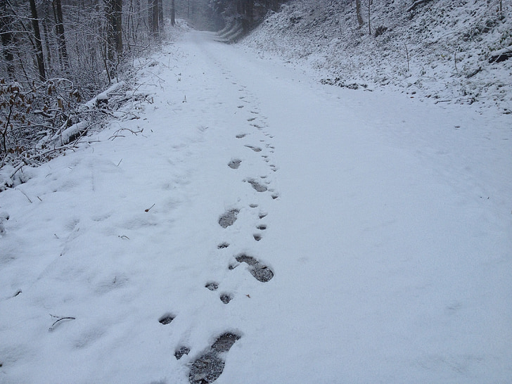 sniega, pēdas, cilvēku, suns, staigāt, ziemas, prom