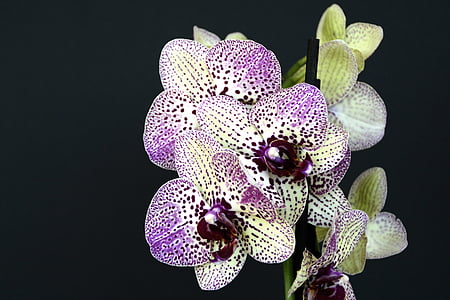 orchids, flowers, blossom, bloom, white violet, orchid flower, purple