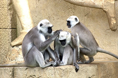 động vật, Ape, động vật có vú, con khỉ, động vật hoang dã, con khỉ, động vật