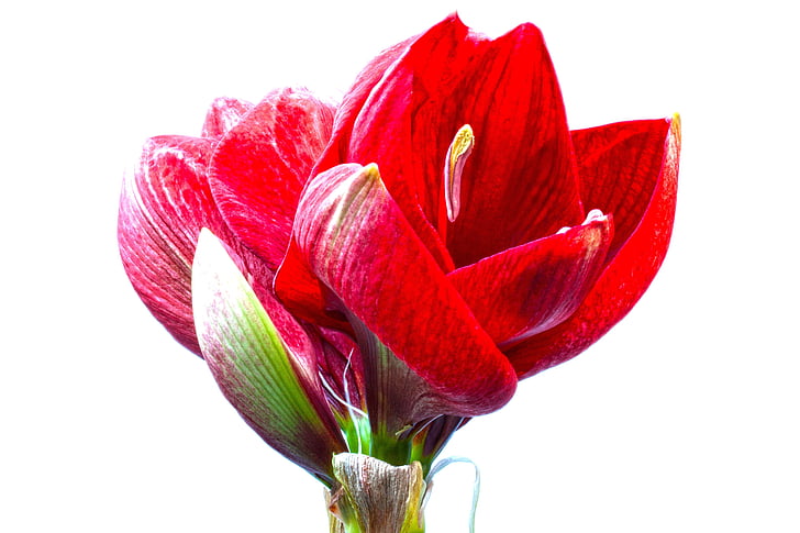 amaryllis, red, flowers, flower, plant, botany, close