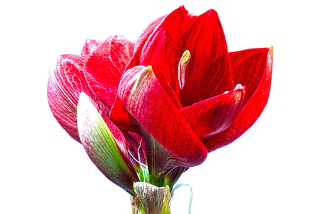 Amarylis, červená, květiny, květ, závod, botanika, Zavřít