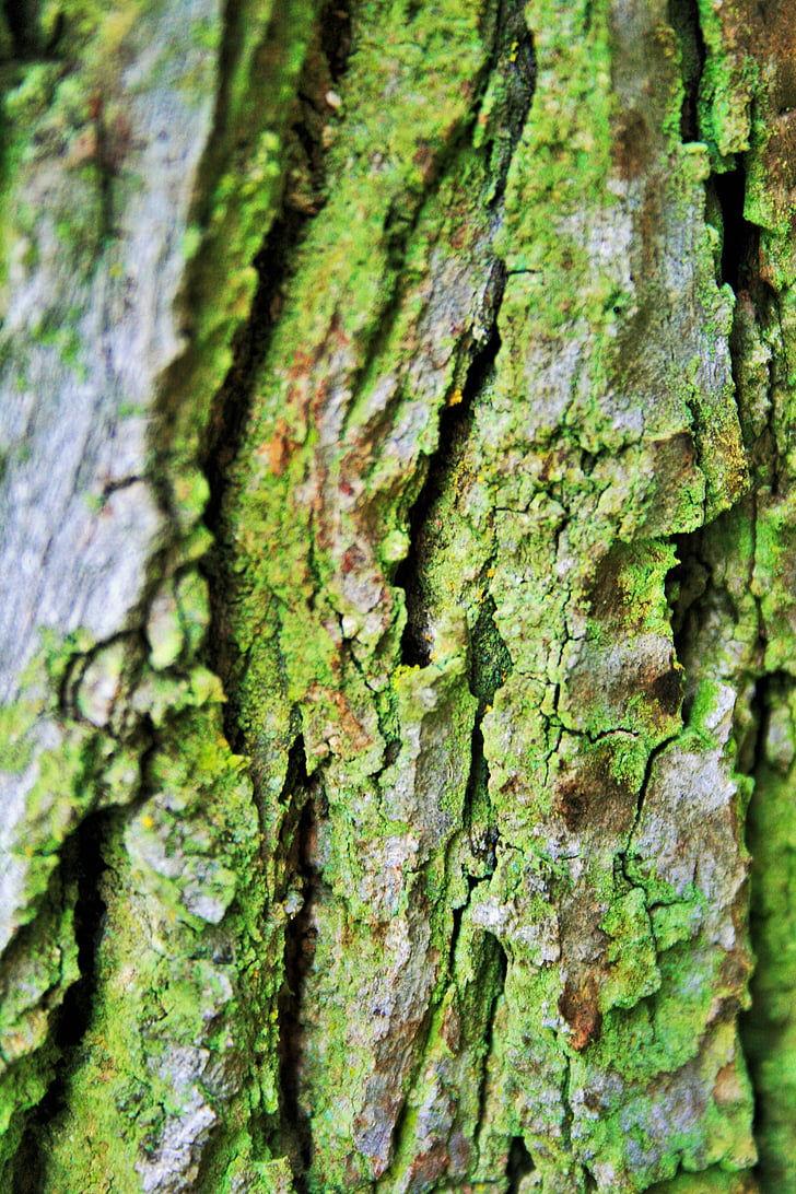 Tree bark, bark, kuffert, træ, ru, tekstureret, revner