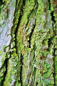tree bark, bark, trunk, tree, rough, textured, cracks