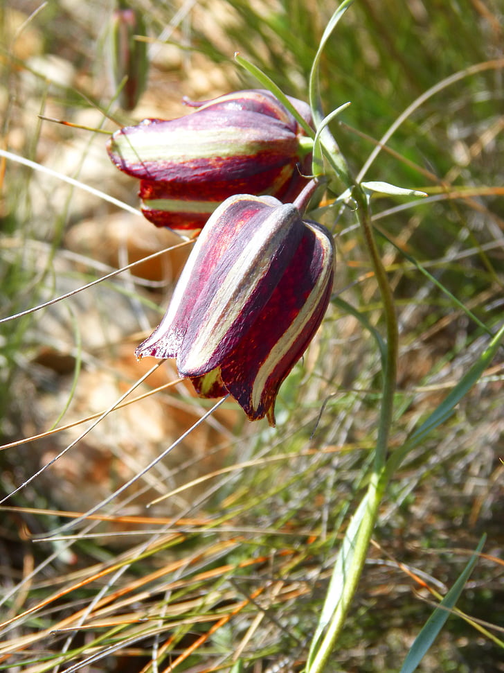 Фритиллария (рябчик) messanensis, Рябчик (растение), Дикий цветок, Priorat, Montsant