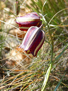 Fritillaria messanensis, Fritillaria, Wilde Blume, Priorat, Montsant