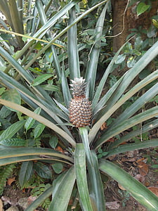pineapple, plant, sri lanka, bush, fruit, food, nature
