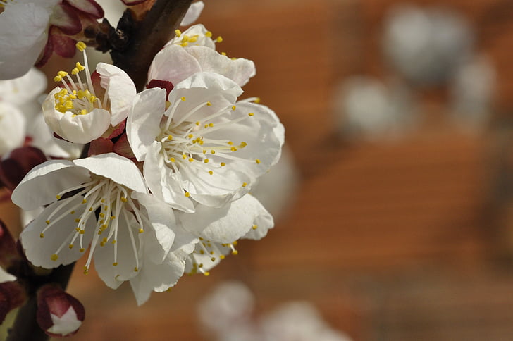 cerisiers en fleurs, fleurs abricots, fleurs blanches, fleur, bourgeon, printemps, blanc