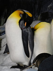 tučňáci, predátoři, pták, pláž, volně žijící zvířata