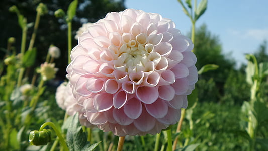 Cheerleading, Dahlia, natur, plante, sommer, blomst, close-up