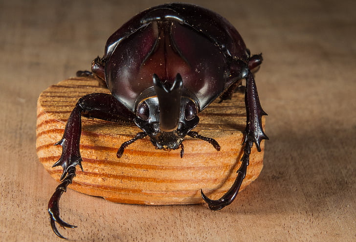 beetle, close-up, dynastinaea, insect, rhinoceros beetle, wood, animal
