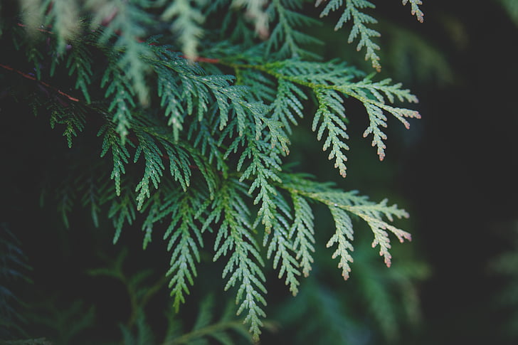 green, leaf, plant, close, photo, nature, blur